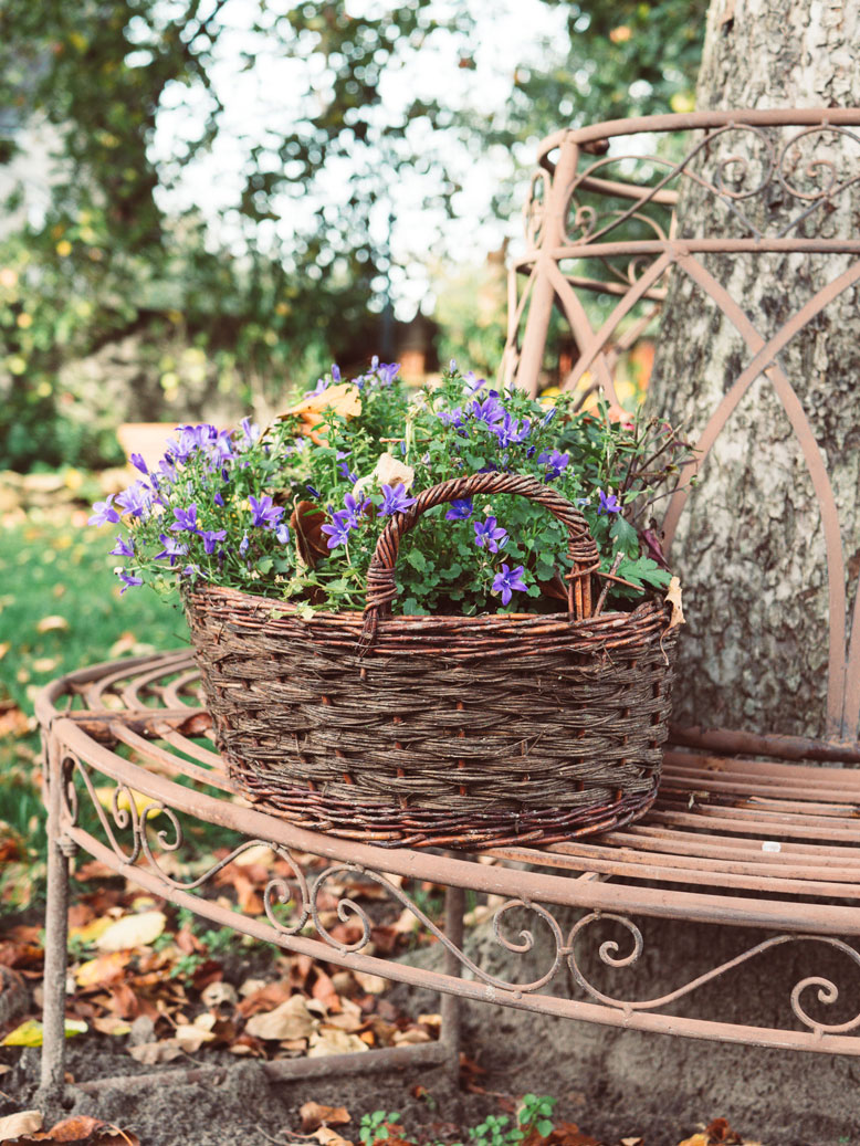 campanula-im-korb