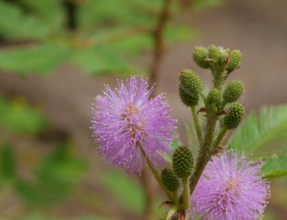 Mimosa pudica Blüte