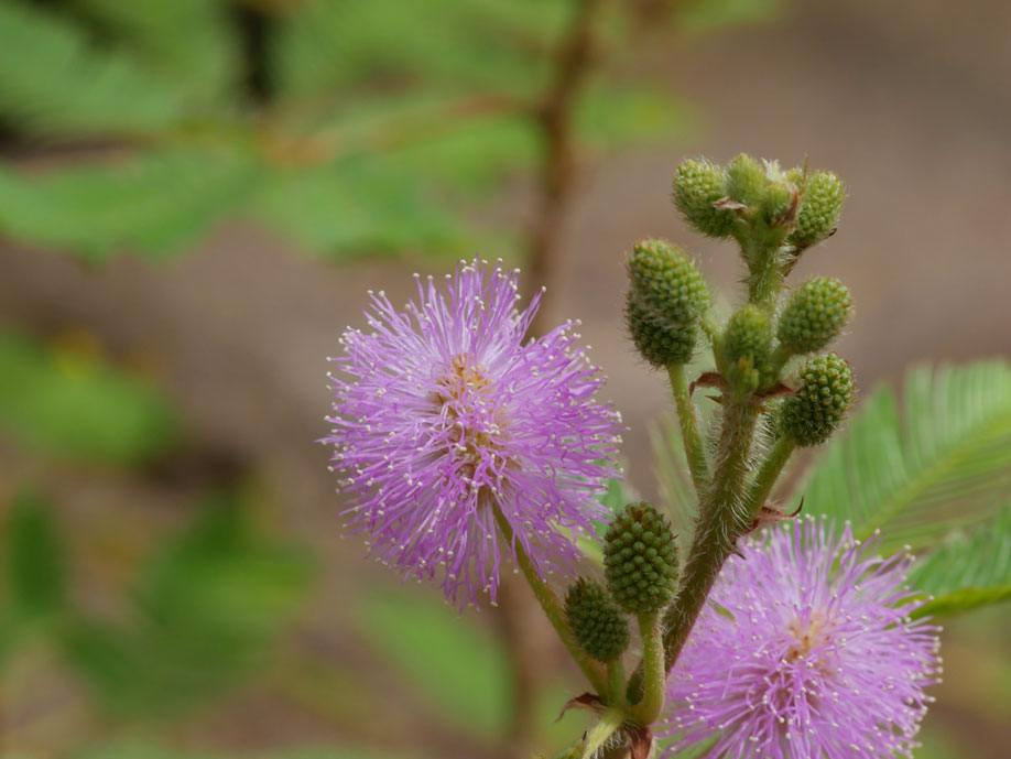 Mimosa pudica Blüte