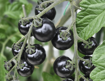 Schwarze Tomaten