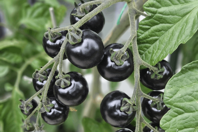 Schwarze Tomaten