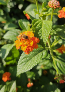 Wandelröschen mit Honigbiene