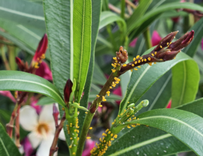 Oleander mit Blattläusen