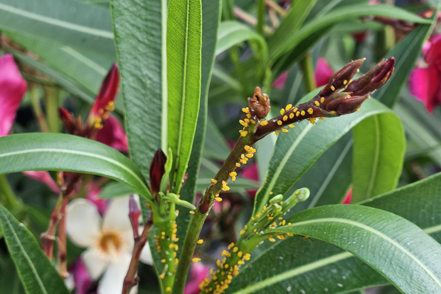 Oleander mit Blattläusen