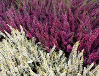 Calluna vulgaris im Topf