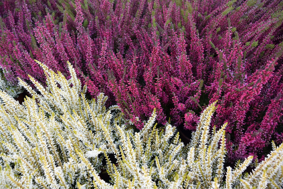 Calluna vulgaris im Topf