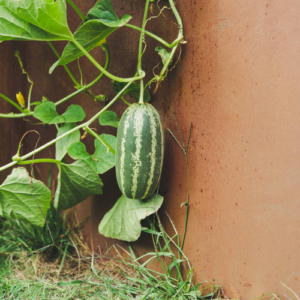 Melonengurke im Hochbeet