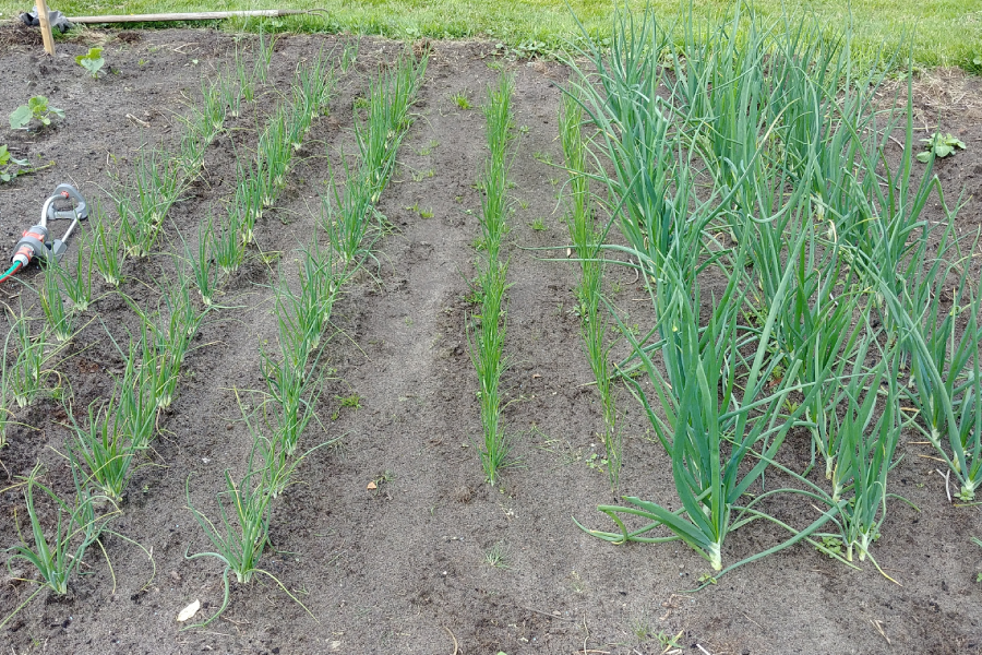 Zwiebelbeet