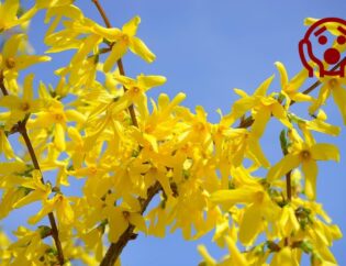 Forsythie mit erschrockenem Emoji im Bild in voller Blüte