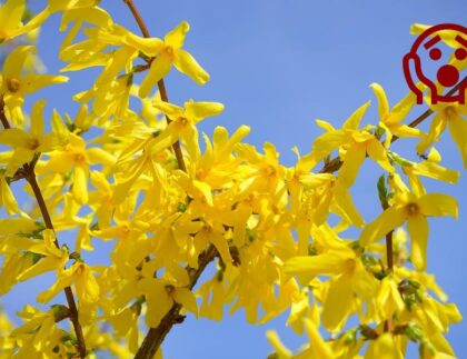Forsythie mit erschrockenem Emoji im Bild in voller Blüte