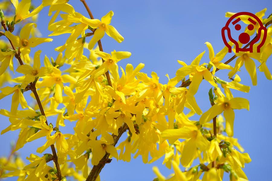 Forsythie mit erschrockenem Emoji im Bild in voller Blüte