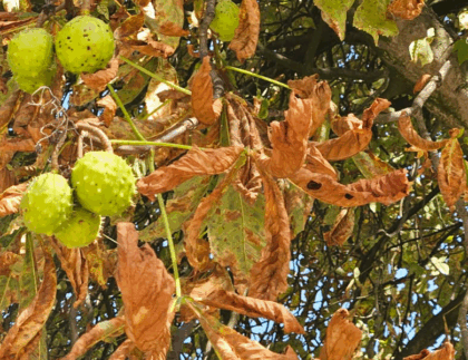 Kastanienblätter die von der Kastanienminiermotte befallen sind