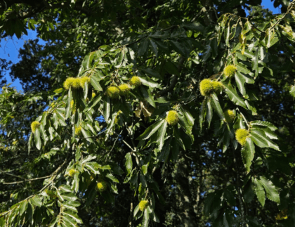 Maronenbaum mit reifen Früchten