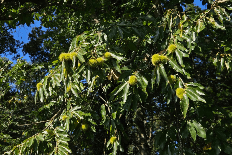 Maronenbaum mit reifen Früchten