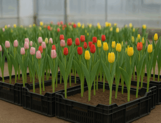 Tulpen in Kisten