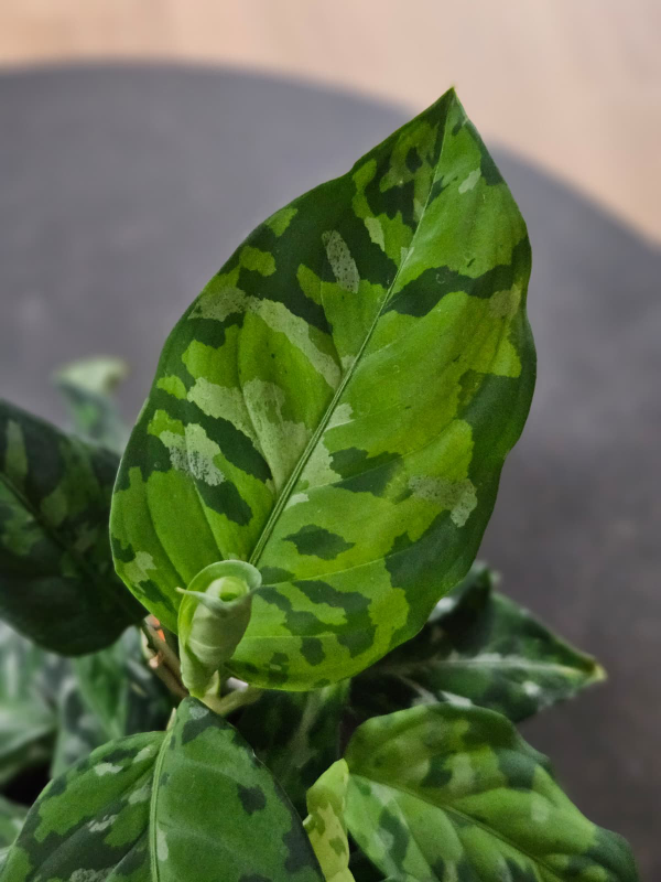 Aglaonema pictum Tricolor Blattmuster