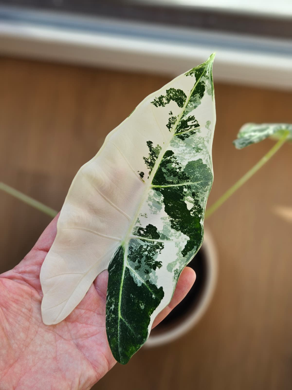 Samtiges Blatt der Alocasia Frydek Variegata mit hellen Variegationsfeldern