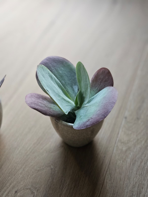Kalanchoe thyrsiflora mit silbrigen Blättern