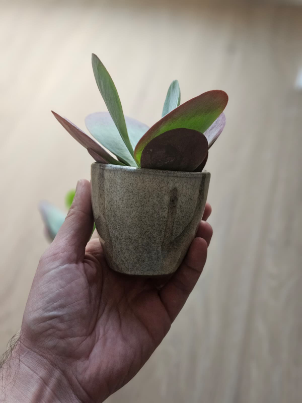 Junge Kalanchoe thyrsiflora Pflanze
