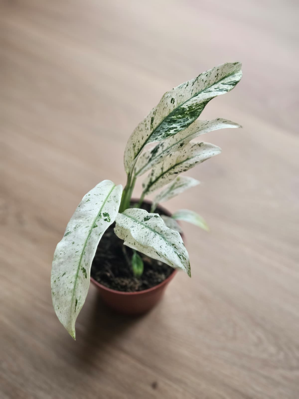 Rhaphidophora puberula variegata im Topf